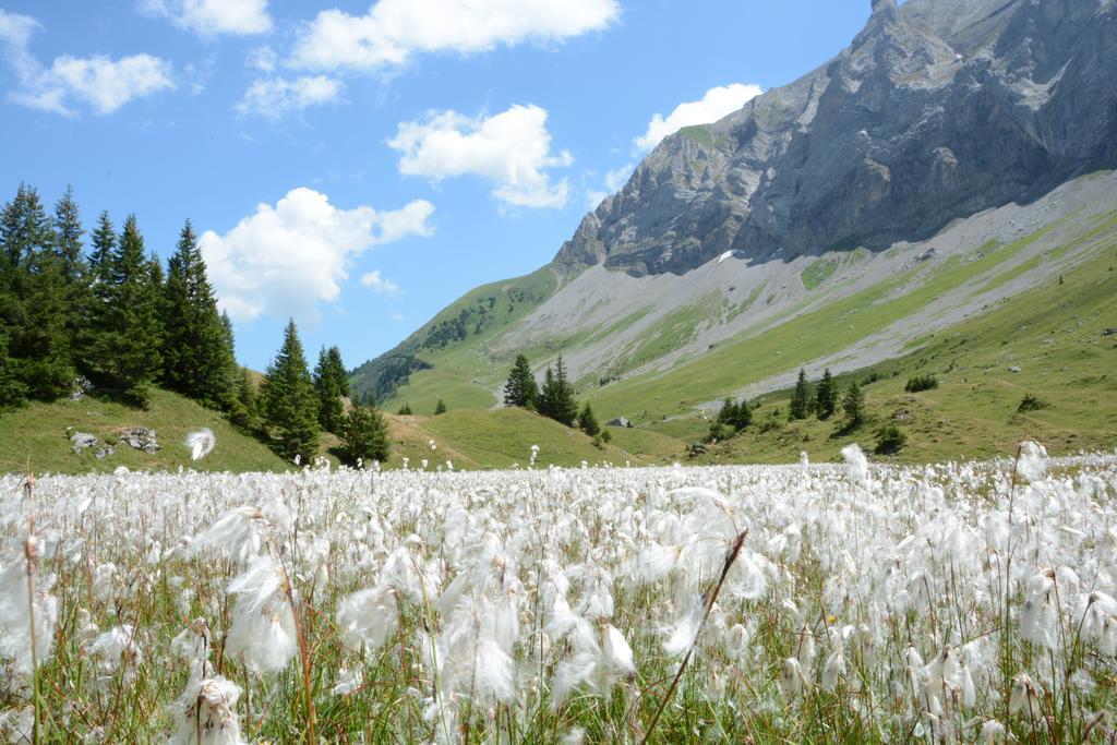 Hotel Hari Im Schlegeli Adelboden Eksteriør billede